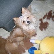 Blanding af racer Arne