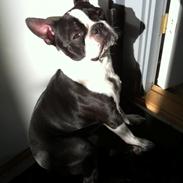 Boston terrier Tim (Arn)