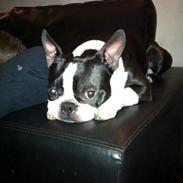 Boston terrier Tim (Arn)