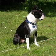 Boston terrier Tim (Arn)