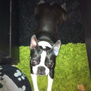 Boston terrier Tim (Arn)