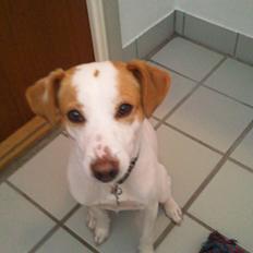 Dansk svensk gaardhund Plet