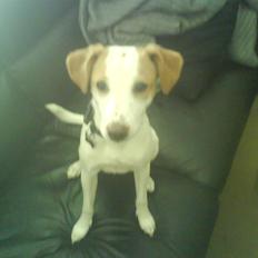 Dansk svensk gaardhund Plet