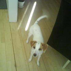 Dansk svensk gaardhund Plet