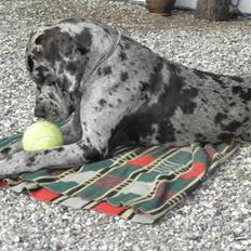 Grand danois Slettemosegårds Hugo