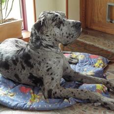 Grand danois Slettemosegårds Hugo