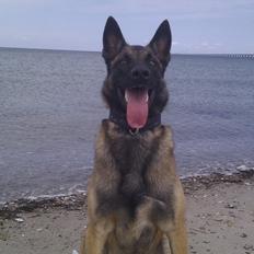 Malinois Søholms Eddie