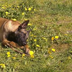 Malinois Søholms Eddie