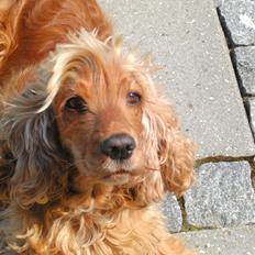 Cocker spaniel Nala (passer)