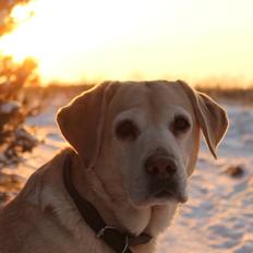 Labrador retriever Celine