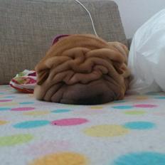 Shar pei Dolly