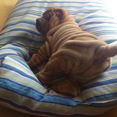 Shar pei Dolly