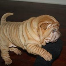 Shar pei Dolly