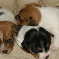 Jack russell terrier Liva