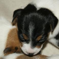 Jack russell terrier Liva