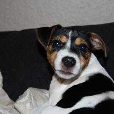 Jack russell terrier Liva