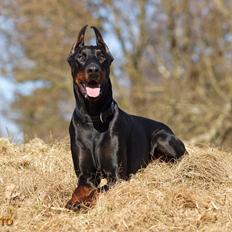 Dobermann Panter *RIP*