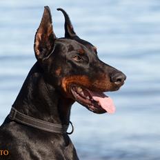 Dobermann Panter *RIP*