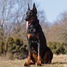 Dobermann Kiesa *RIP*