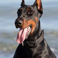 Dobermann Kiesa *RIP*