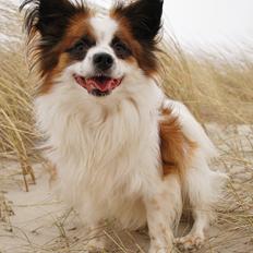 Papillon Bølle *R.I.P.*