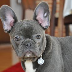 Fransk bulldog Buffy
