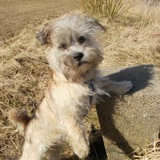 Blanding af racer Zeus