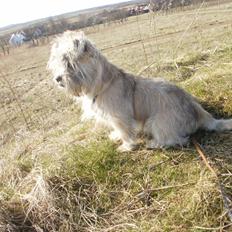 Blanding af racer Zeus