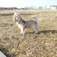 Blanding af racer Zeus