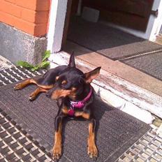 Dvaergpinscher Freja 