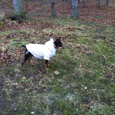 Dvaergpinscher Freja 