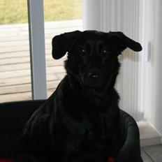 Blanding af racer Lajka