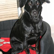 Blanding af racer Lajka