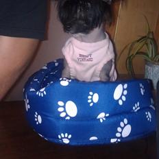 Chinese crested hårløs NuuNu