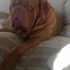 Dogue de bordeaux Meine Rottis DDB Ashley