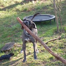 Blanding af racer  Stella