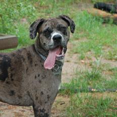 Blanding af racer  Stella