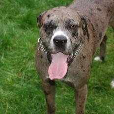 Blanding af racer  Stella