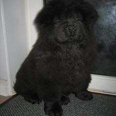 Chow chow Xiva