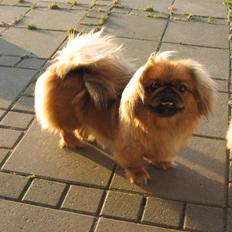 Pekingeser Soffi