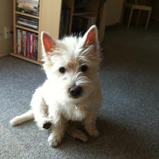 West highland white terrier Bastian
