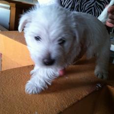 West highland white terrier Bastian