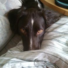 Kleiner münsterländer Futte