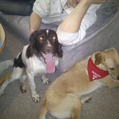 Kleiner münsterländer Futte