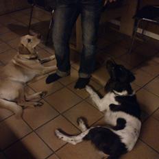 Kleiner münsterländer Futte