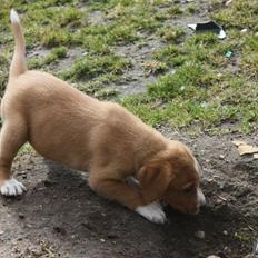 Blanding af racer Marley