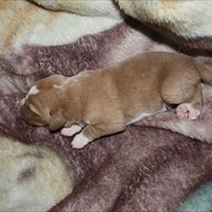 Blanding af racer Marley