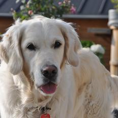 Golden retriever Méllon