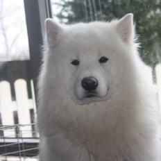 Samojedhund Cabaka´s Ice Breaker of Yacker