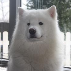 Samojedhund Cabaka´s Ice Breaker of Yacker